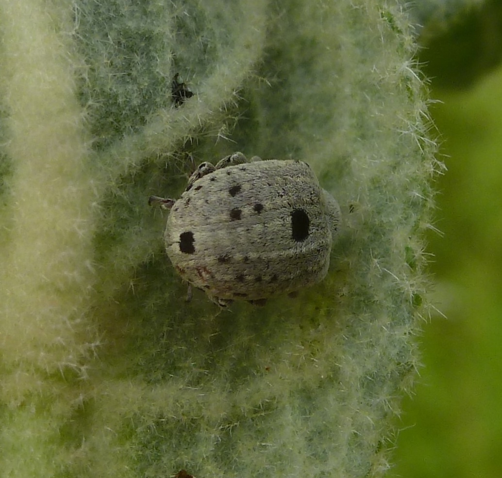Cionus ID?
